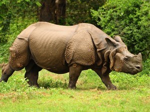 Pobitora Wildlife Sanctuary